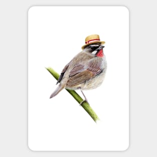 Siberian rubythroat Sticker